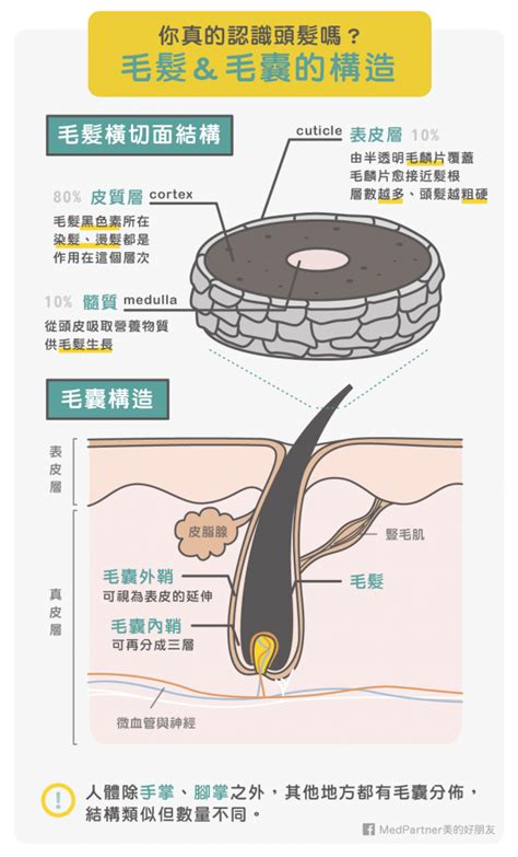 毛髮多|你真的認識過你的頭髮（毛髮）嗎？毛髮知識完整解密。